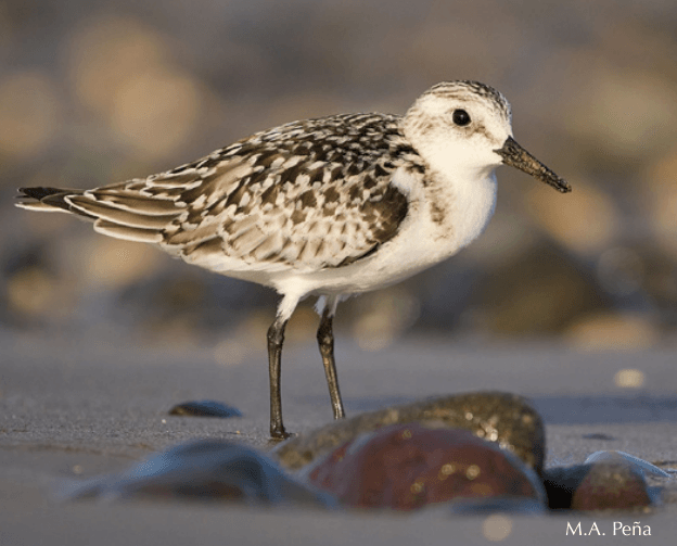 correlimos tridáctilo