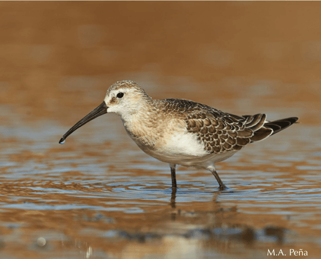 correlimos zarapitín
