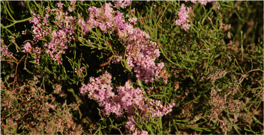 siempreviva espinocha