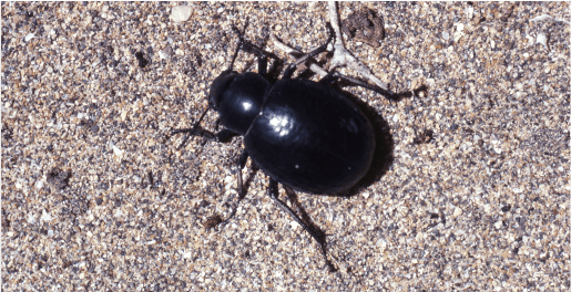 pimelia de las arenas