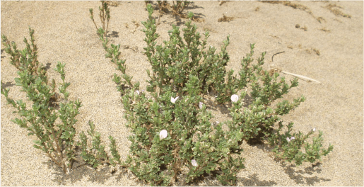 melosa de las arenas