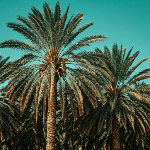 Parque Tony Gallardo